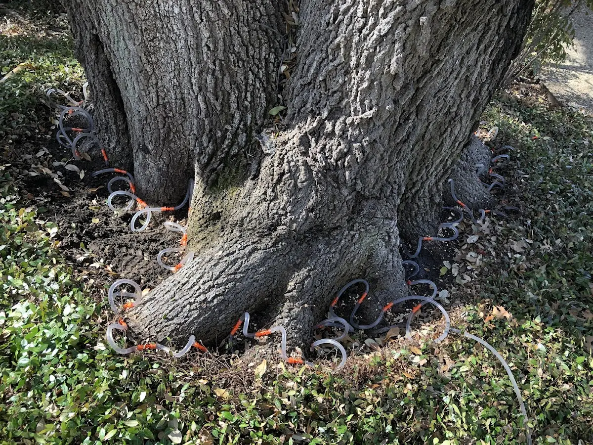 Detailed Tree Cabling and Bracing job site in Parker